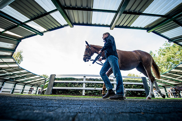 Goffs Orby 2015 -323
