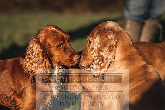 Avonmeadow Stud Dogs-34