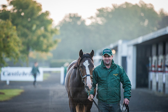 Goffs Orby 2015 -97