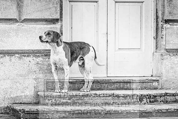 Baron Von Pfetten Puppy Show 02.09.18-180
