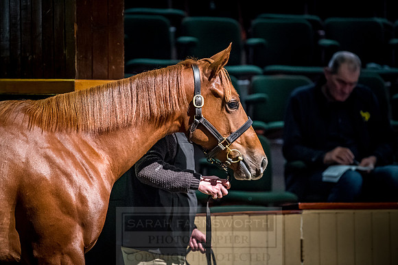 Goffs Orby 2018 Day 1-436