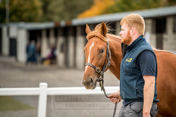 Goffs Orby 2018 Day 2-230