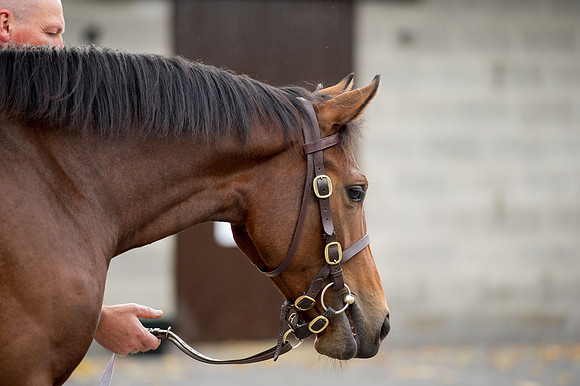 Goffs Orby14 CF5 519