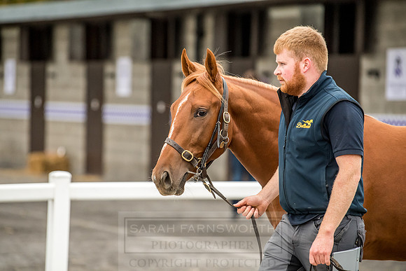 Goffs Orby 2018 Day 2-229