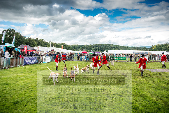 Lowther Hound Show 2017-91