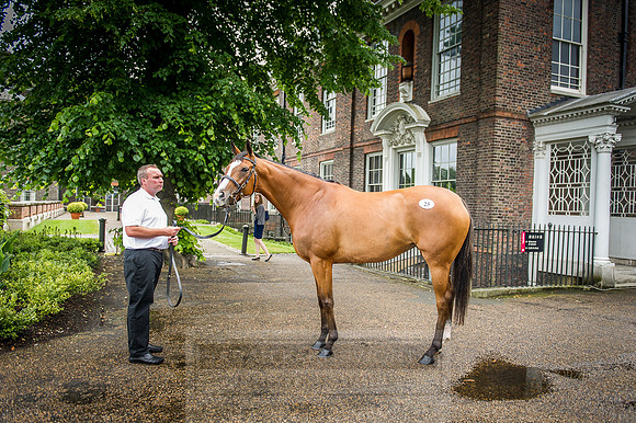 Goffs London Sale 2016-152
