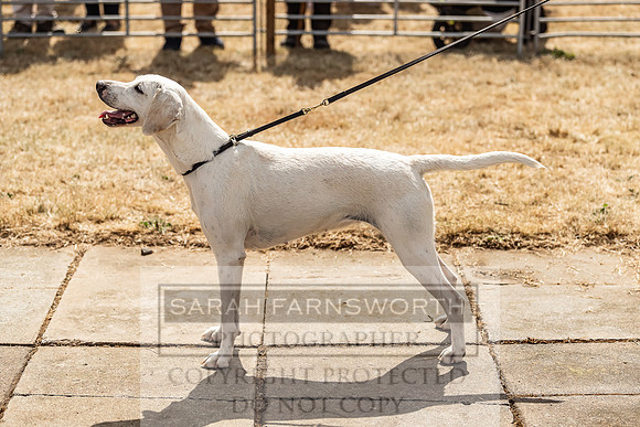 Honiton Hound Show 2022-122