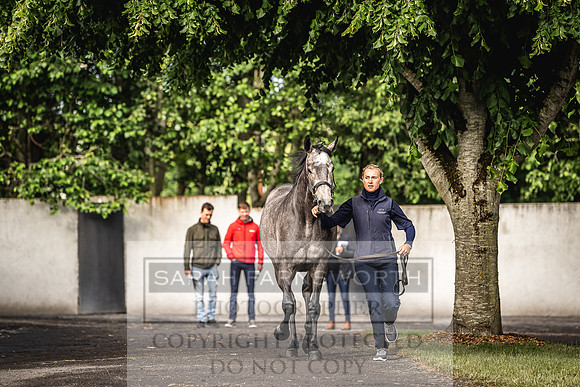 Goffs Land Rover Sale 2022-3