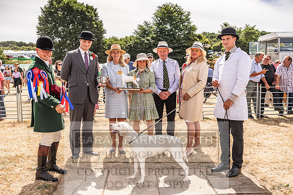 Honiton Hound Show 2022-121