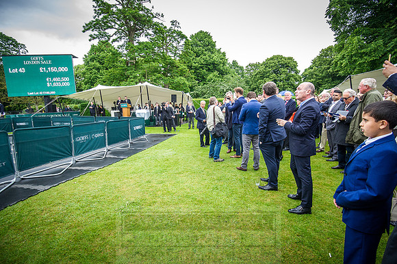 Goffs London Sale 2016-482