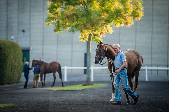 Goffs Orby 2015 -109