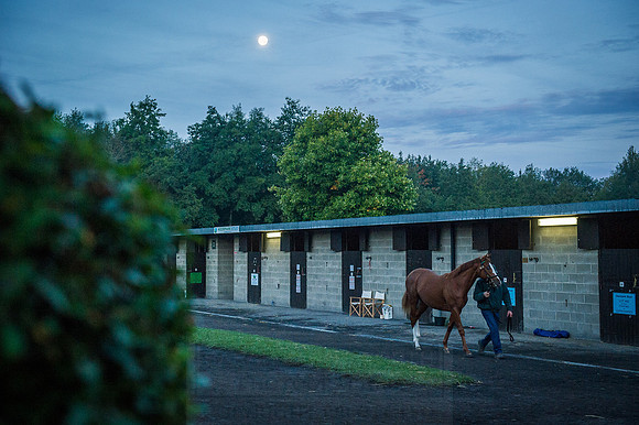 Goffs Orby 2015 -57