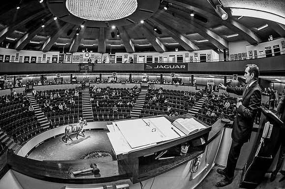 Goffs Orby 2015 -569 bw
