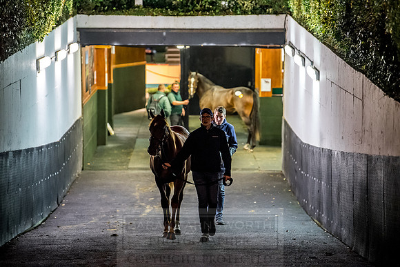 Goffs Orby 2018 Day 1-422