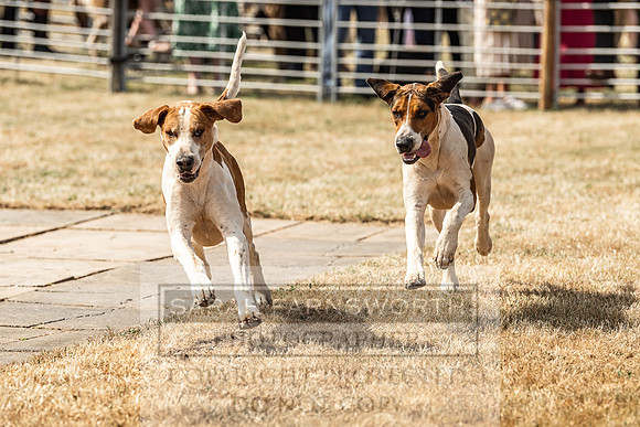 Honiton Hound Show 2022-91