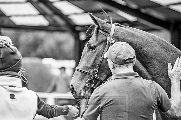 Goffs Orby 2018 Day 2-148