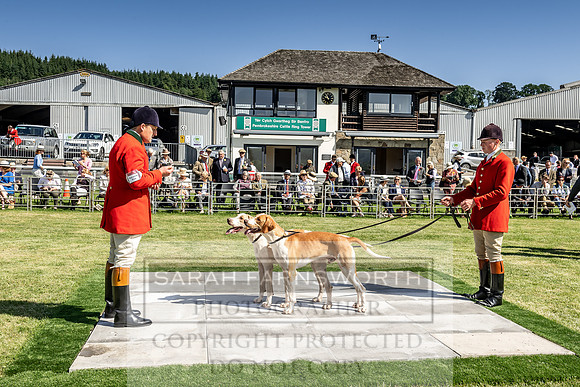 Builth Hound Show 2019-25