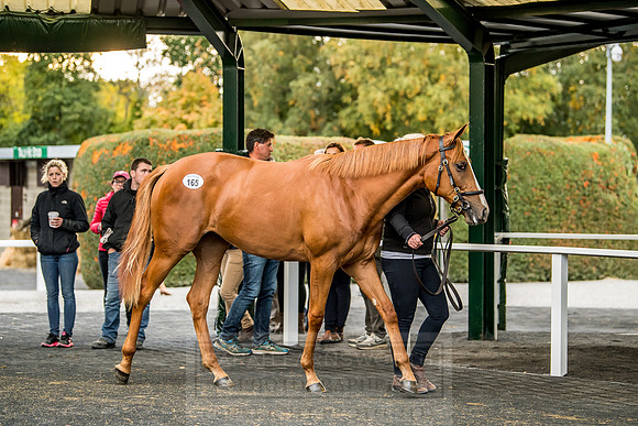 Goffs Orby 2018 Day 1-391