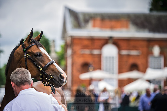 Goffs London Sale 2016-71