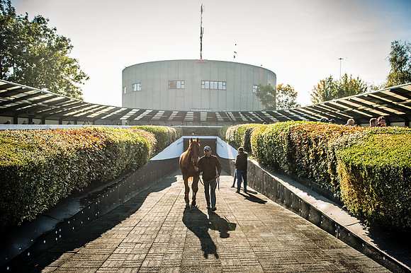Goffs Orby 2015 -512
