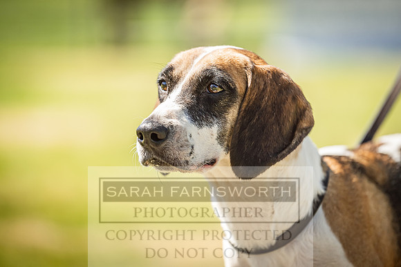 Rydal Hound Show 2022-146