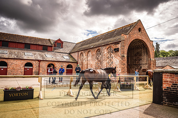 Goffs Yorton Sale 2022-198