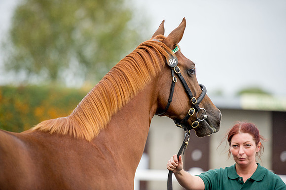 Goffs Orby14 CF5 483