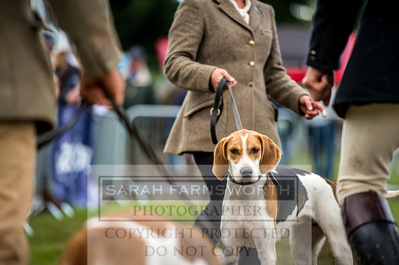 Lowther Hound Show 2017-81