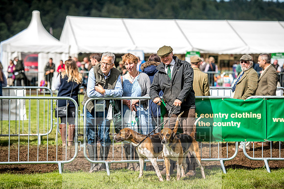 Lowther Hound Show 2017-93