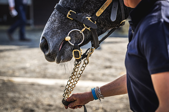 Goffs UK Spring Sale 22 Day 2-10