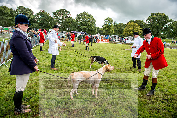 Lowther Hound Show 2017-94
