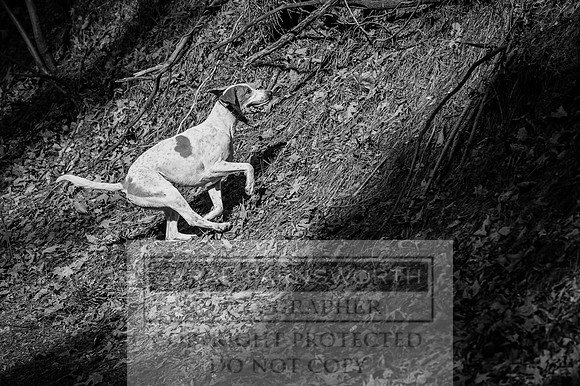 Mooreland Hunt-37 bw