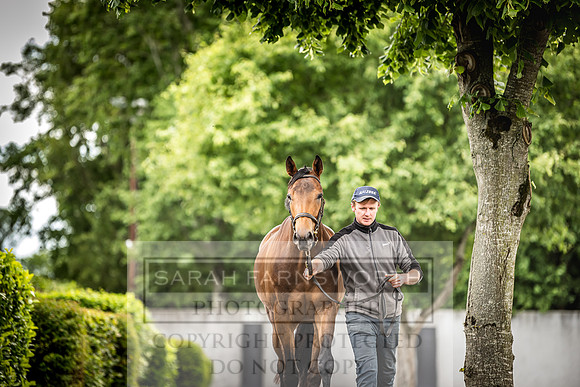 Goffs Land Rover Sale 2022-390