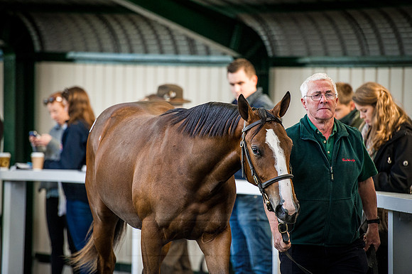 Goffs Orby 2015 -233