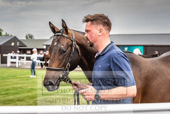 Goffs UK PY24-431