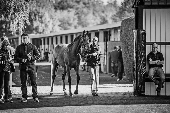 Goffs Orby 2015 -532 bw