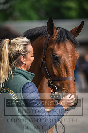 Goffs UK Spring Sale 2024-31
