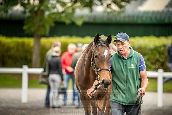 Goffs Orby 2018 Day 2-91