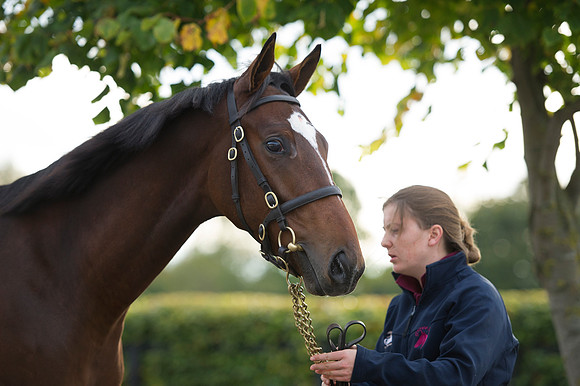 Goffs Orby14 CF1 306