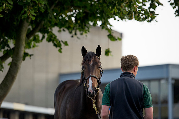 Goffs Orby14 CF1 632