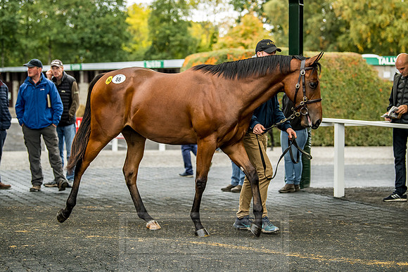 Goffs Orby 2018 Day 1-262