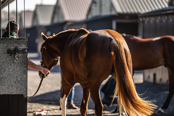 Goffs UK Breeze Up 2022-138