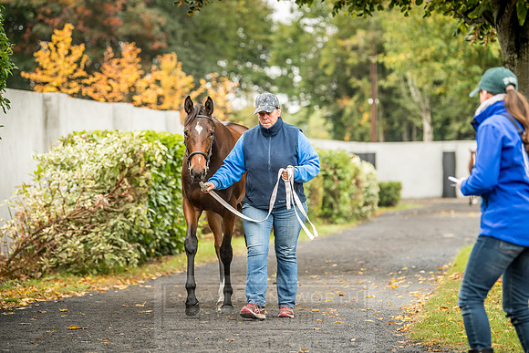 Goffs Orby 2018 Day 2-55