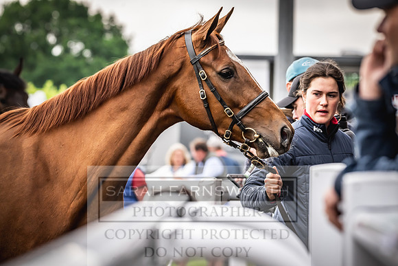 Goffs UK Spring Sale 2024-98