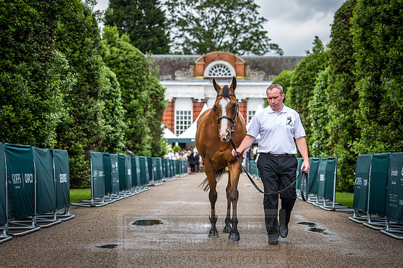 Goffs London Sale 2016-96