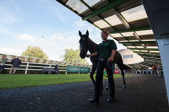 Goffs Orby14 CF8 212