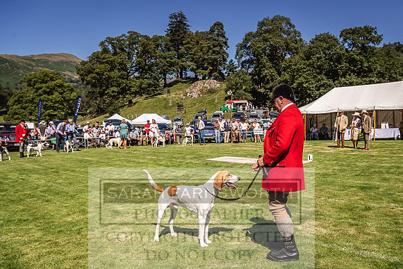 Rydal Hound Show 2022-88