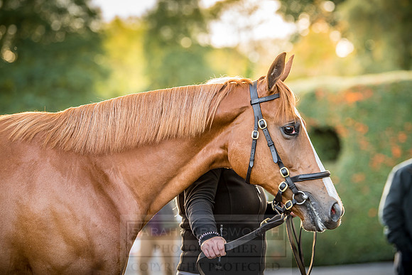 Goffs Orby 2018 Day 1-361