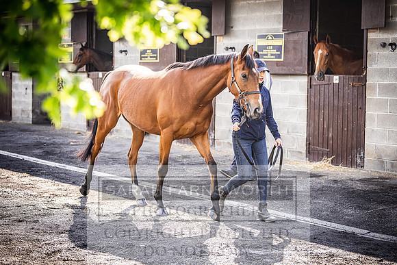 Goffs Land Rover Sale 2022-131