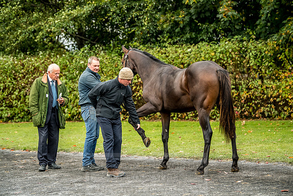 Goffs Orby 2018 Day 1-319